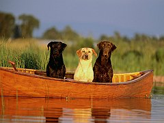 Rolling on a River
